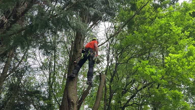 Best Commercial Tree Services  in USA